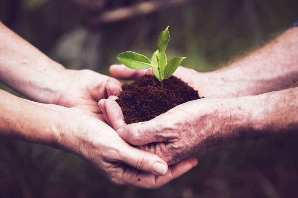 Empresa e Meio Ambiente: seu negócio amigo da natureza